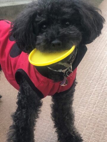 ダイソーの犬猫ペット用品オススメは 便利な物から可愛い物やその他オススメ6選ご紹介 Honey